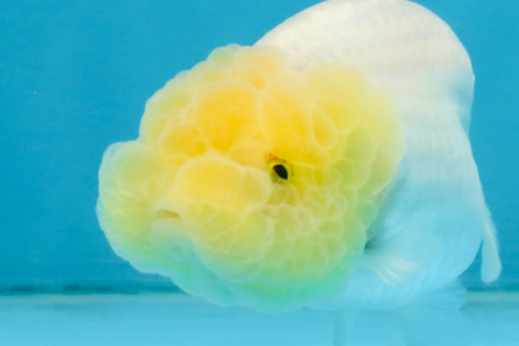 CLOUDY A Grade White LionQueen 3.5 inches #112825LC_03