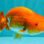 A Grade Red White LionKing 4-4.5 inches #070326LC_37