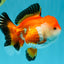 A Grade Tricolor Oranda Female 5-5.5 inches #030626OR_29