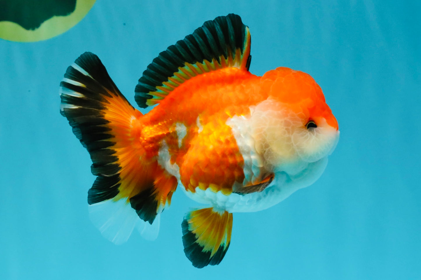 A Grade Tricolor Oranda Female 5-5.5 inches #030626OR_29