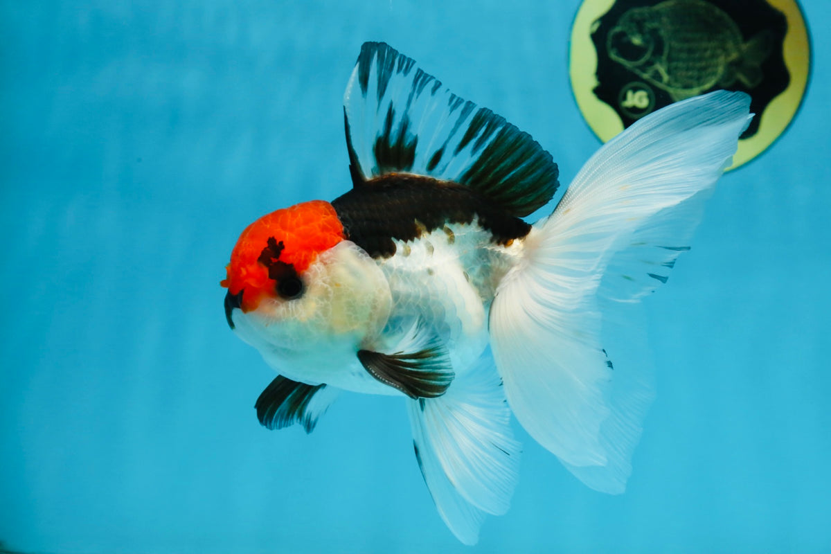 Orandea Tricolor Oranda Male 5-5.5 inches #091225OR_26 – Jimmy Goldfish
