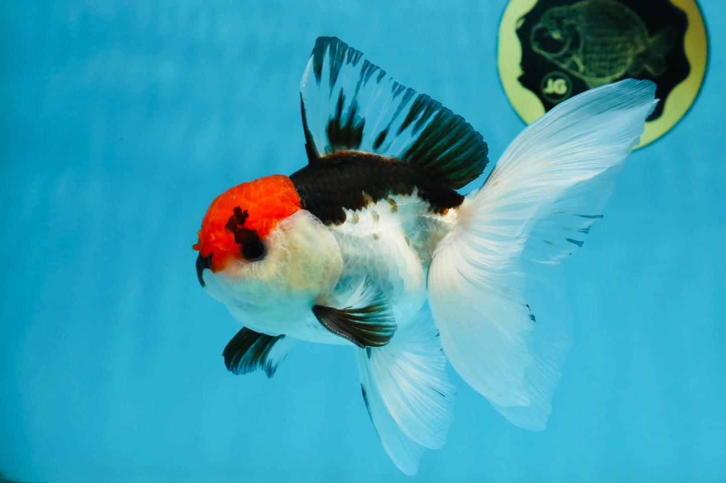 Tricolor Oranda Male 5-5.5 inches #091225OR_26