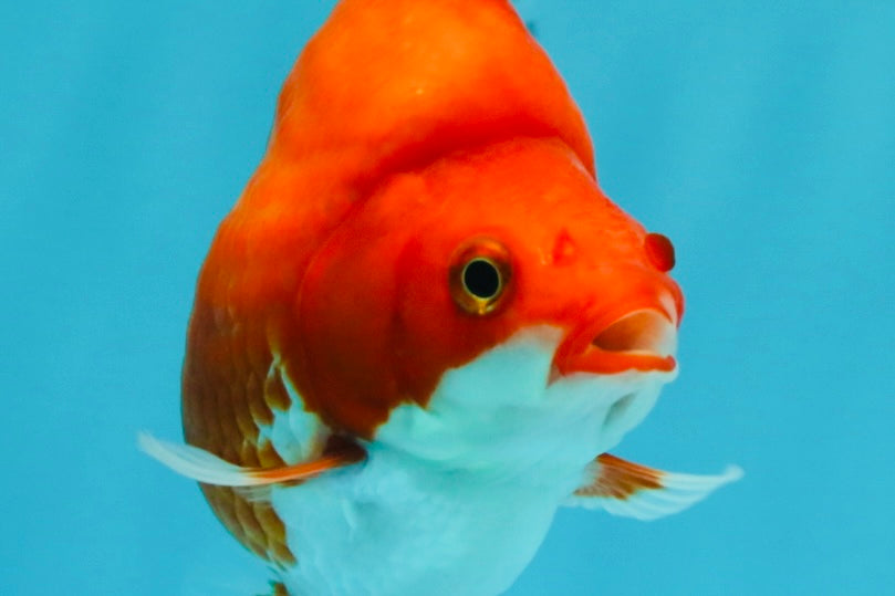 AAA Grade Red White Ryukin Female 4 inches #022726RK_18