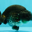 A Grade Black Ranchu Male 5-5.5 inches #071726RC_07