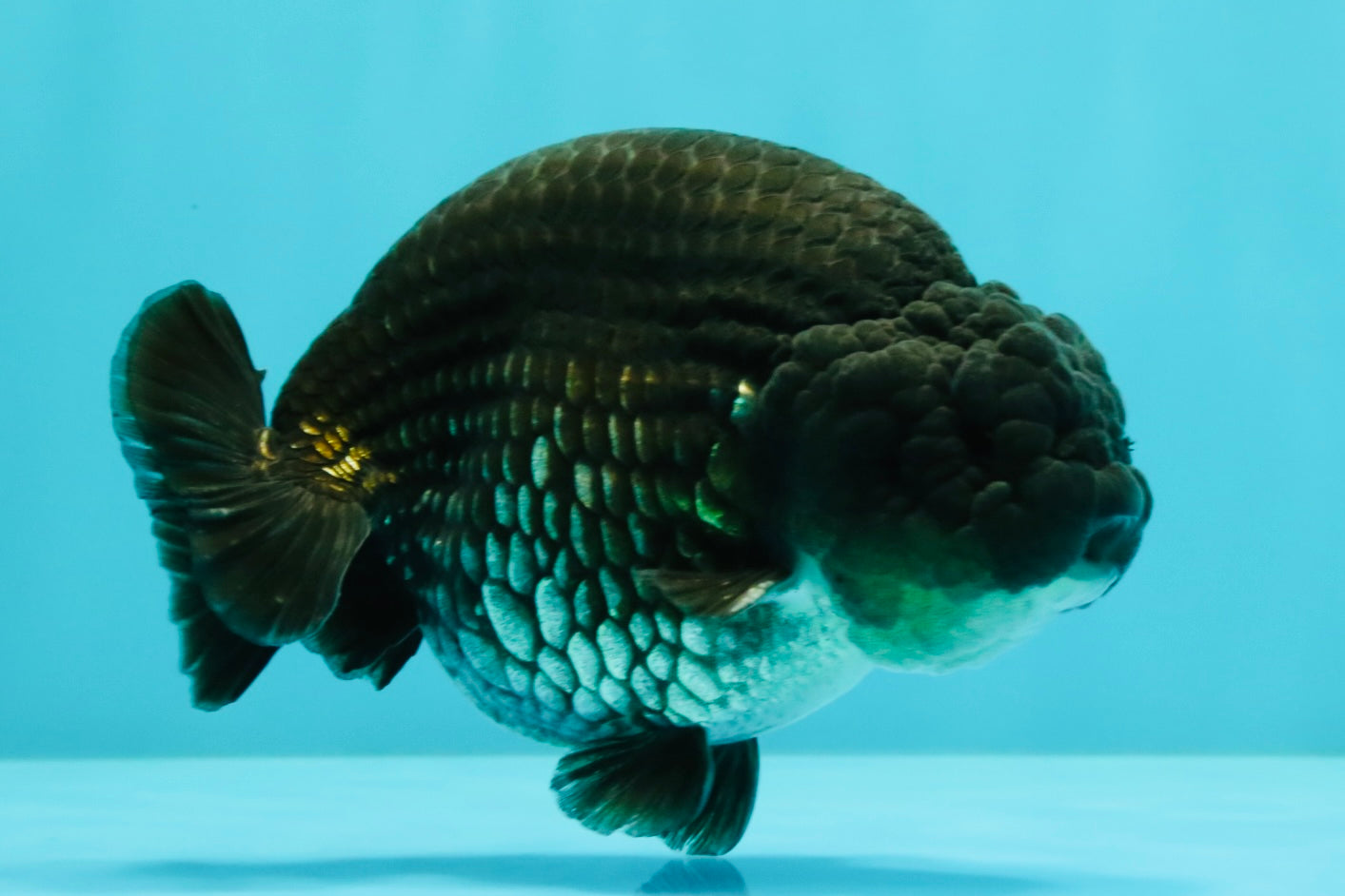 A Grade Black Ranchu Male 5-5.5 inches #071726RC_07