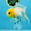 A Grade Lemonhead Button Eyes Oranda Male 5-5.5 inches #082225OR_21