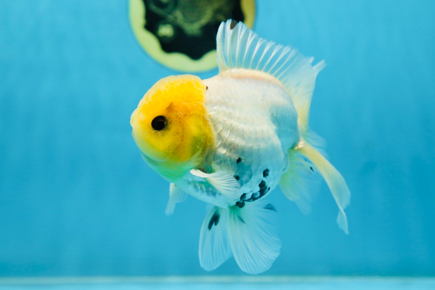 A Grade Lemonhead Button Eyes Oranda Male 5-5.5 inches #082225OR_21