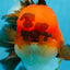 A Grade Apache Oranda Male 6 inches #080125OR_06