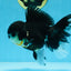 A Grade CHARLIE CHAPLIN Tricolor Button Eyes Oranda Female 5.5 inches #072525OR_21