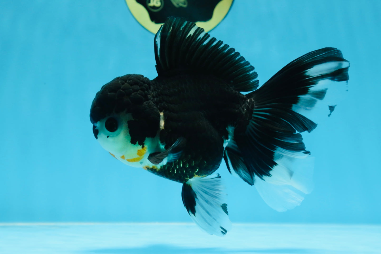 A Grade CHARLIE CHAPLIN Tricolor Button Eyes Oranda Female 5.5 inches #072525OR_21