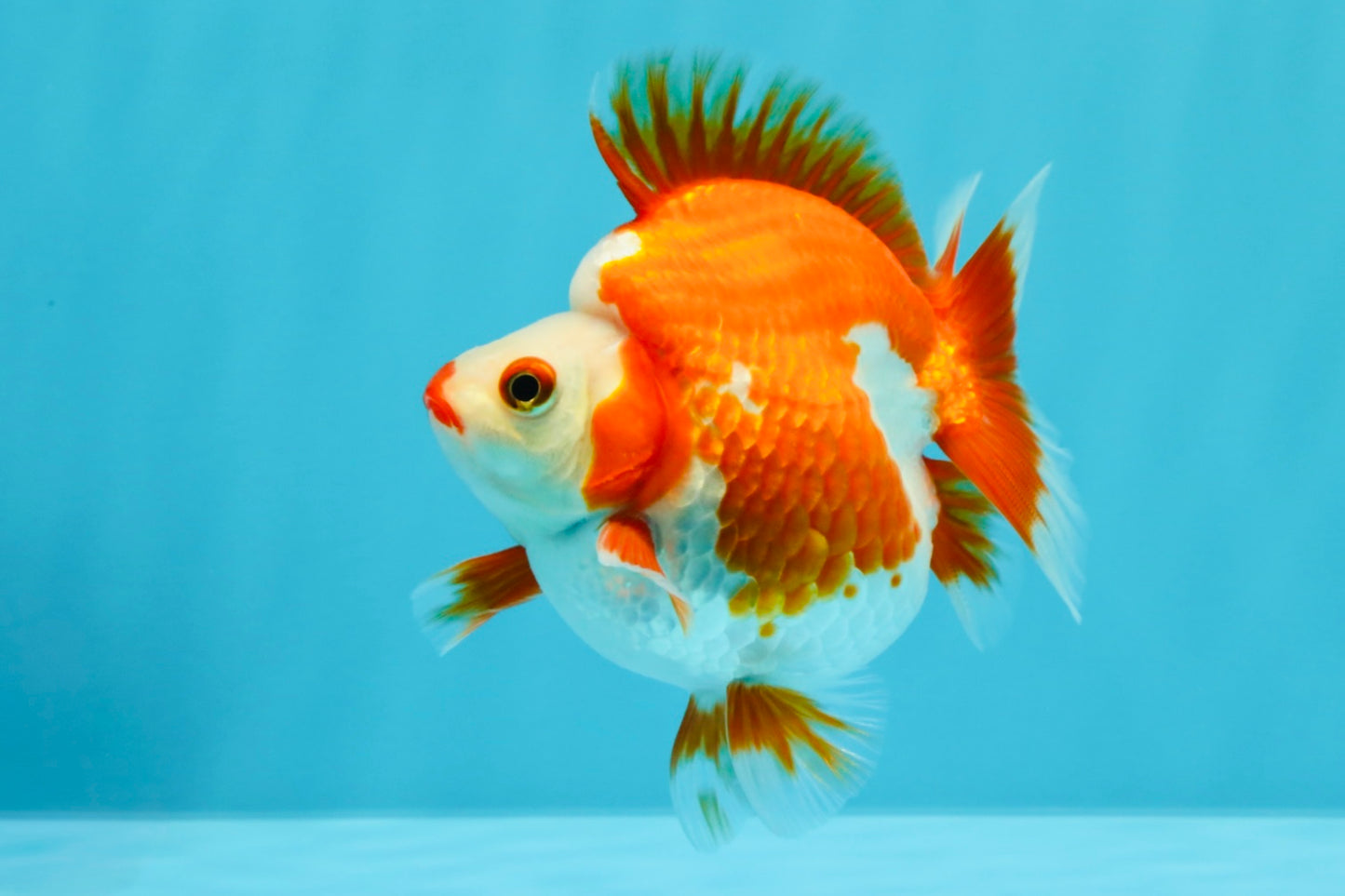 SUPER AAA Grade Red White Ryukin Male 4 inches #022726RK_16