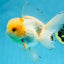 A Grade Cloudy White Oranda Male 5-5.5 inches #071125OR_12