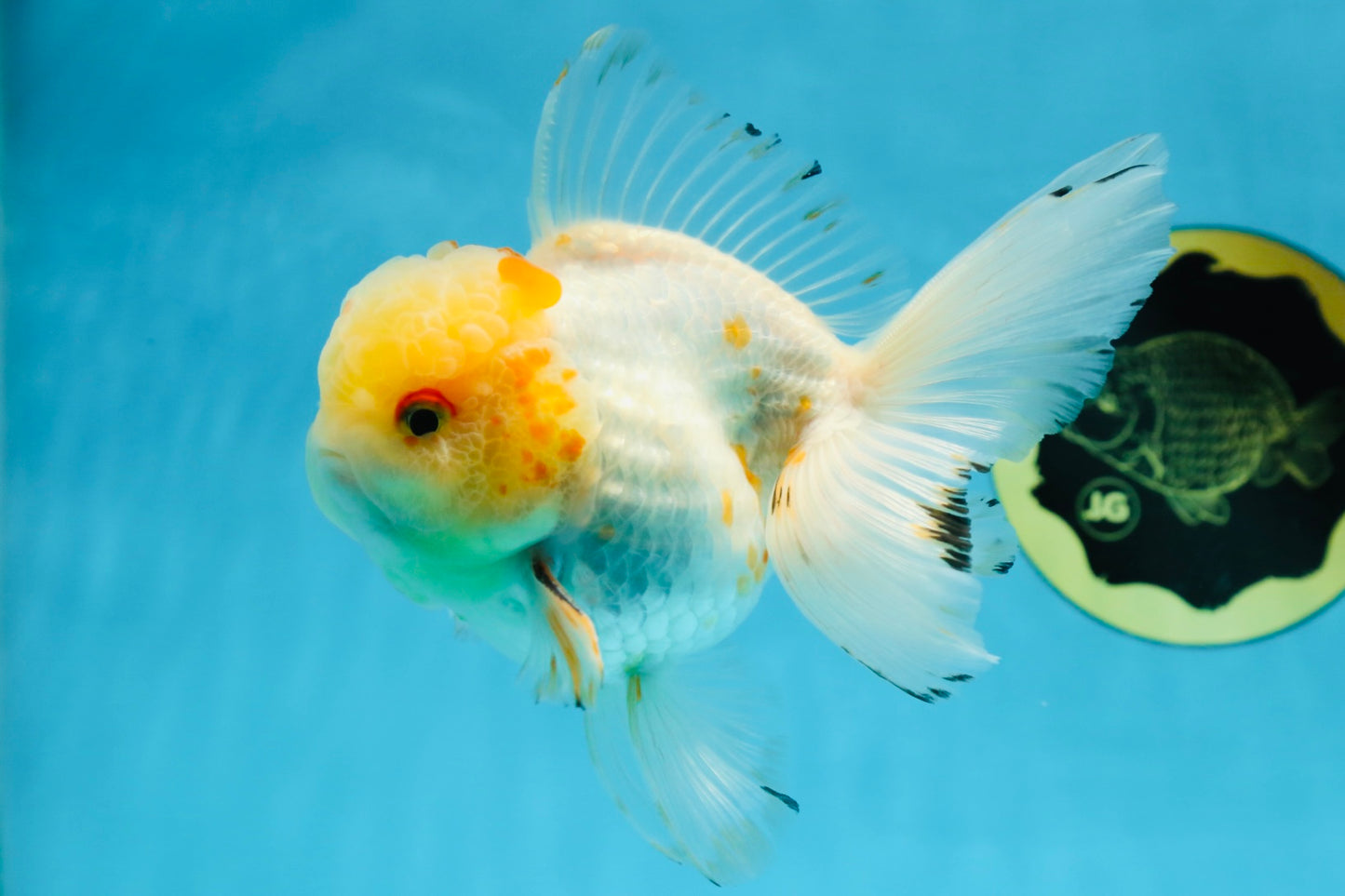 A Grade Cloudy White Oranda Male 5-5.5 inches #071125OR_12