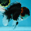 A Grade Tricolor Oranda Male 6.5 inches #060625OR_17