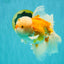 MASHMALLOW A Grade Red White Oranda Male 8 inches #090426OR_15