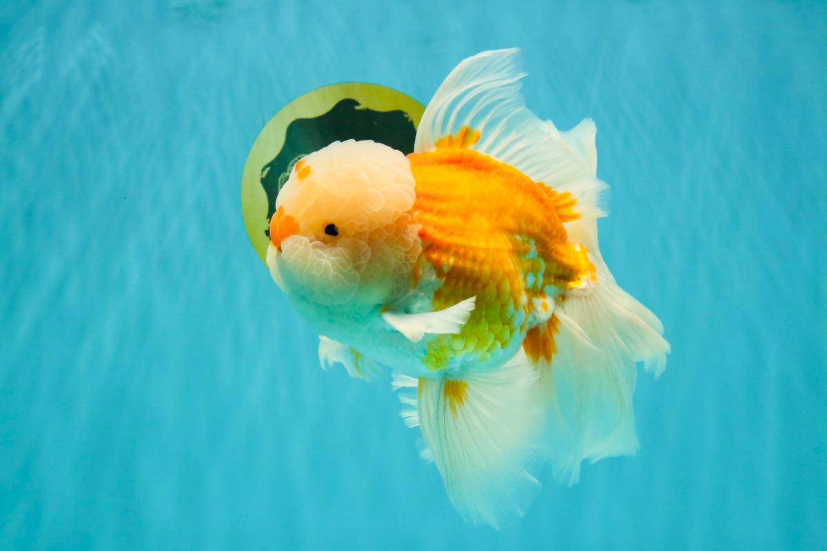MASHMALLOW A Grade Red White Oranda Male 8 inches #090426OR_15