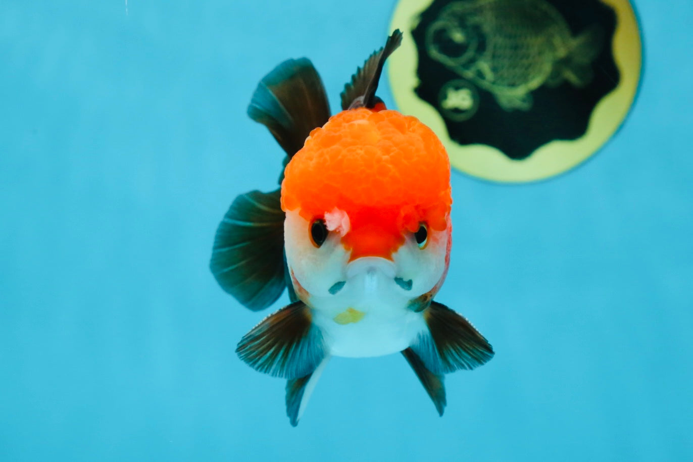 A Grade Pompom Tricolor Yuanbao Male 4.5 inches #052325YB_29