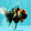 A Grade Real Calico Oranda Male 5.5 inches #062626OR_32