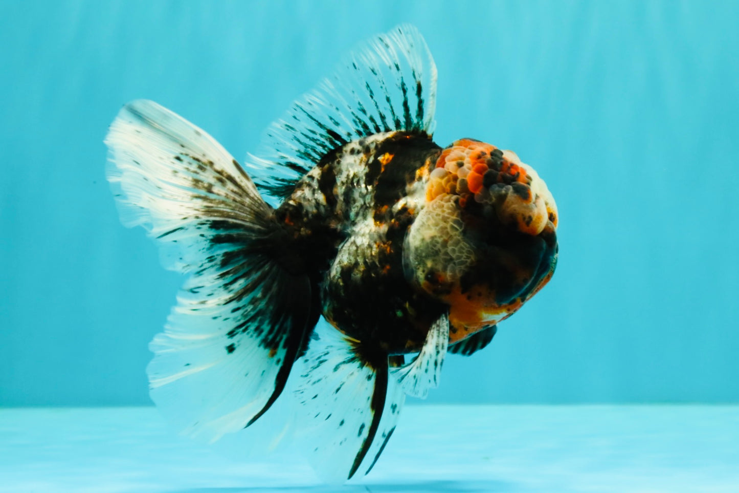 A Grade Real Calico Oranda Male 5.5 inches #062626OR_32