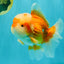 FLUFFY AAA Grade Red White Oranda Male 6.5 inches #082126OR_01