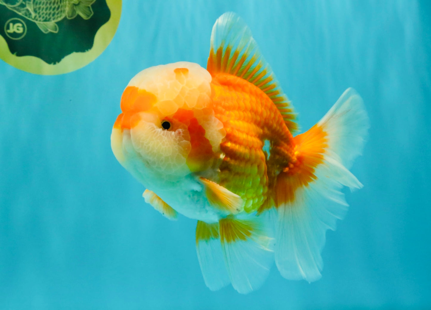 FLUFFY AAA Grade Red White Oranda Male 6.5 inches #082126OR_01