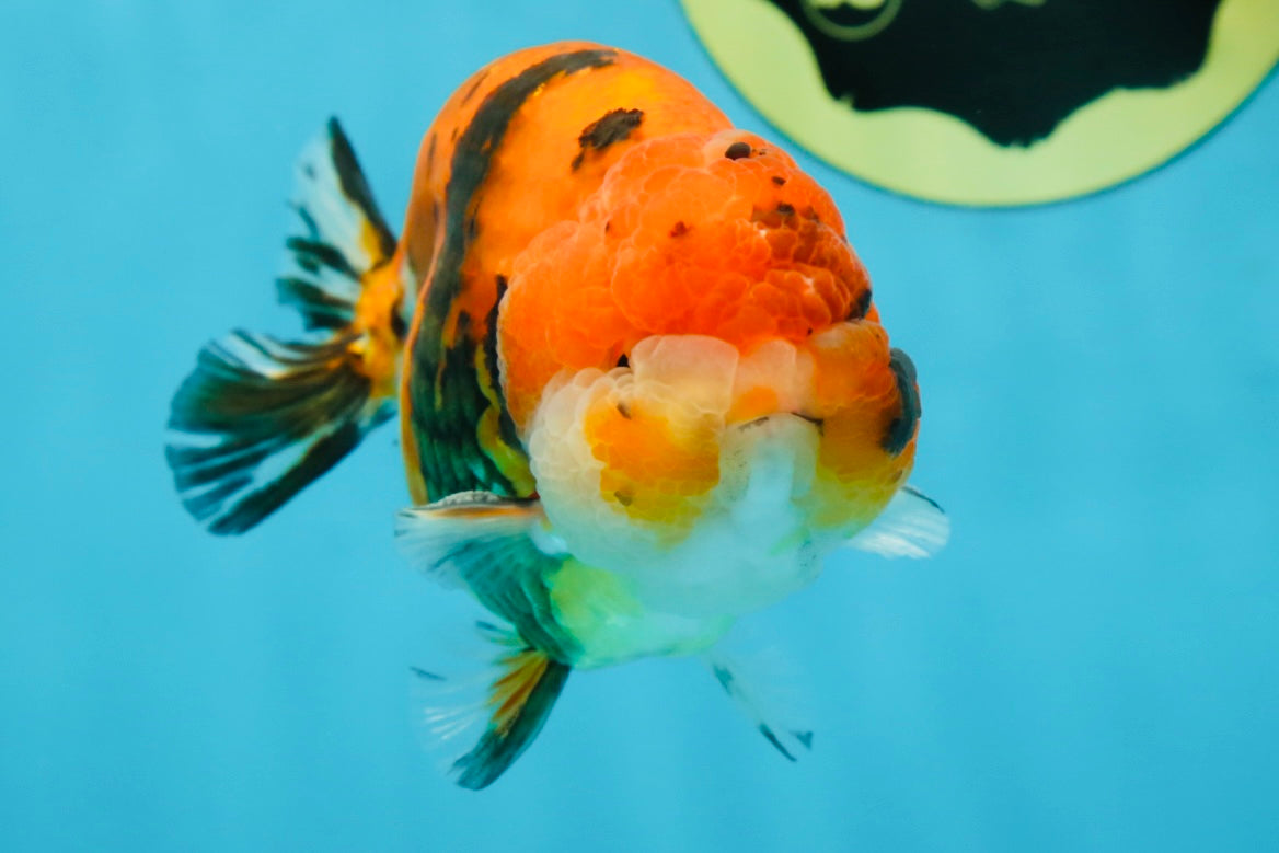 A Grade Tricolor Tiger LionKing 4.5 inches #052325LC_16