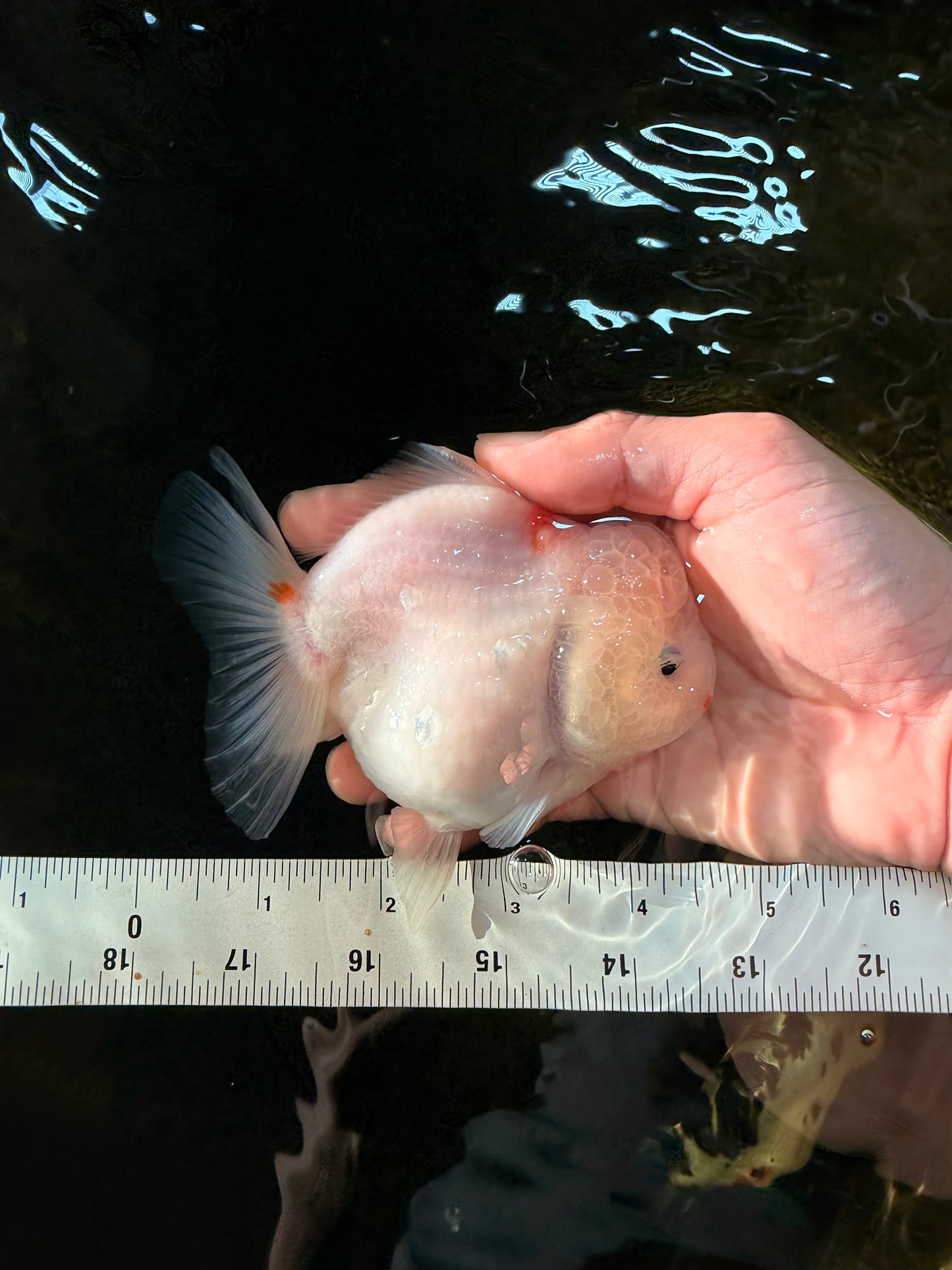 ADORABLE White Sakura Yuanbao Female 4.5 inches #101725YB_30