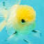 A Grade Lemonhead Oranda Male 4.5 inches #111524OR_21