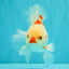 A Grade Red White Oranda Male 6 inches #071726OR_29
