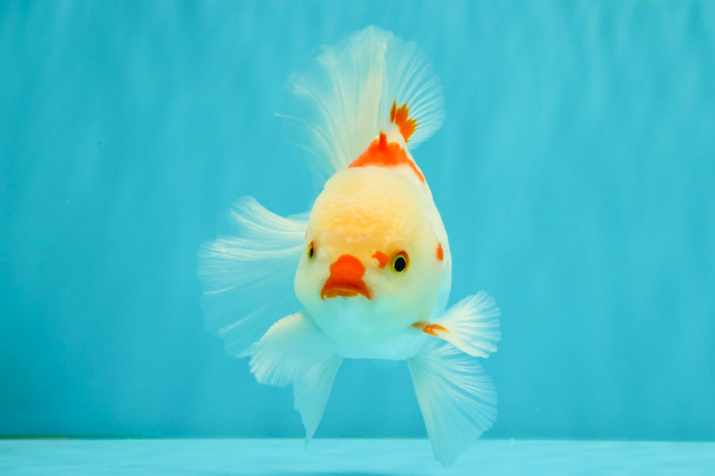 A Grade Red White Oranda Male 6 inches #071726OR_29