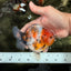A Grade Sanke Marble Yuanbao Male 4.5-5 inches #072426YB_25