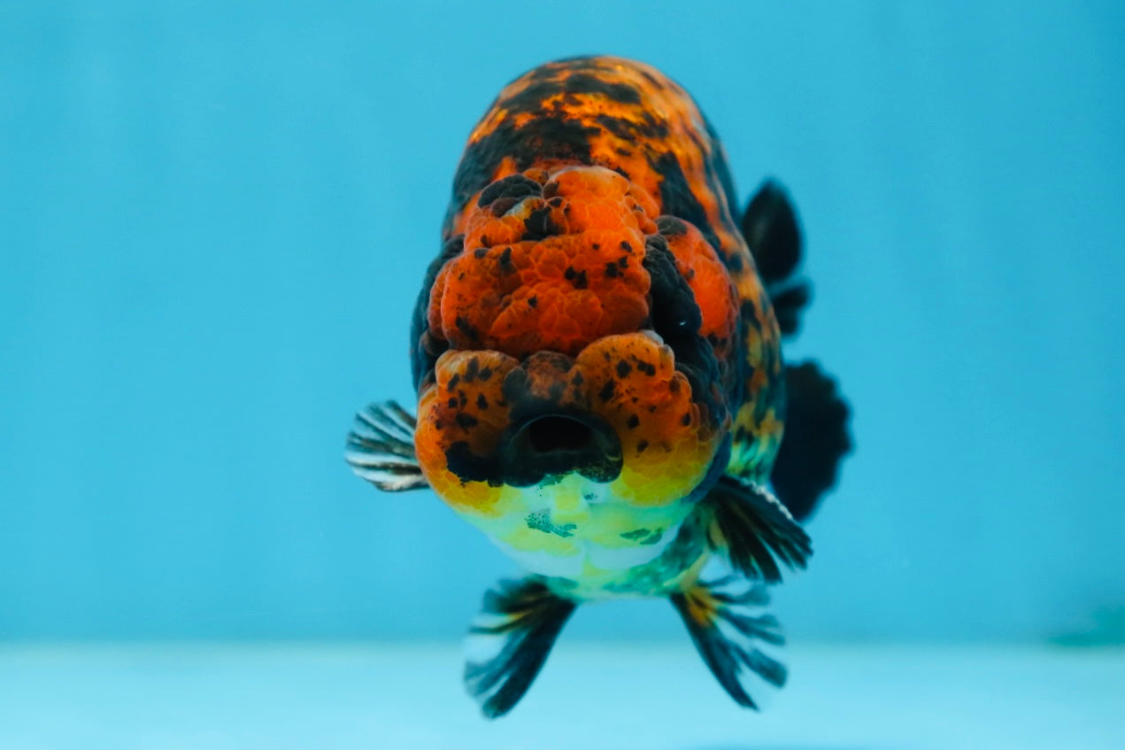 AAA Grade Tiger LionKing 5 inches #081525LC_02