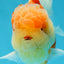 A Grade Sakura Oranda Male 4.5-5 inches #052325OR_06