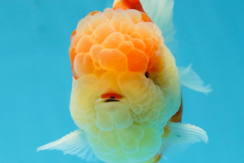 A Grade Sakura Oranda Male 4.5-5 inches #052325OR_06