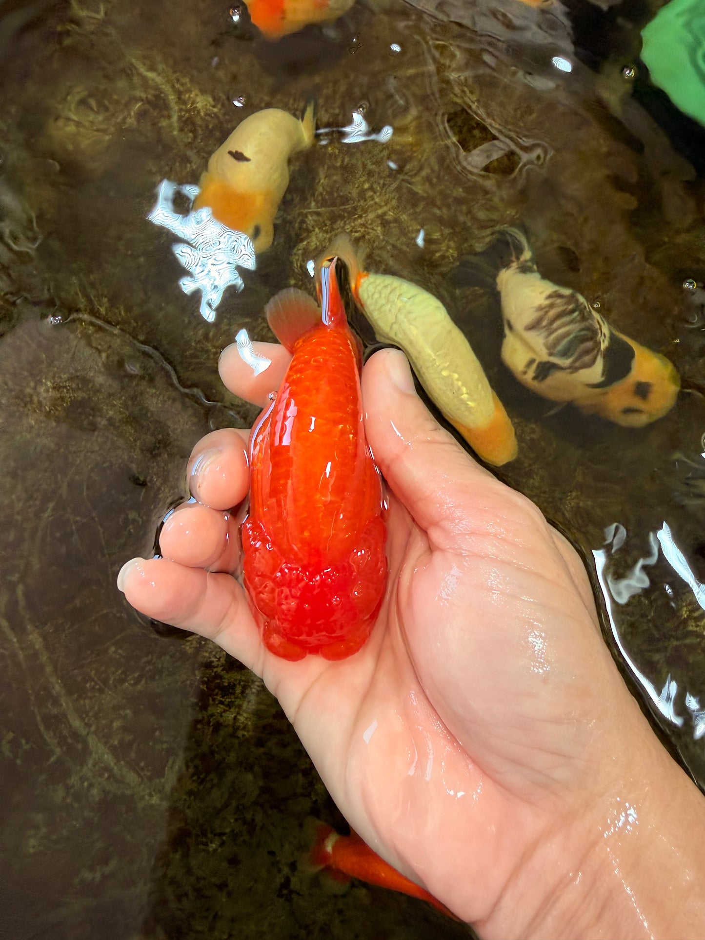 AAA Grade Young Red White LionQueen 4 inches #101025LC_08