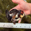ADORABLE A Grade Tricolor Yuanbao Male 4.5 inches #051526YB_08