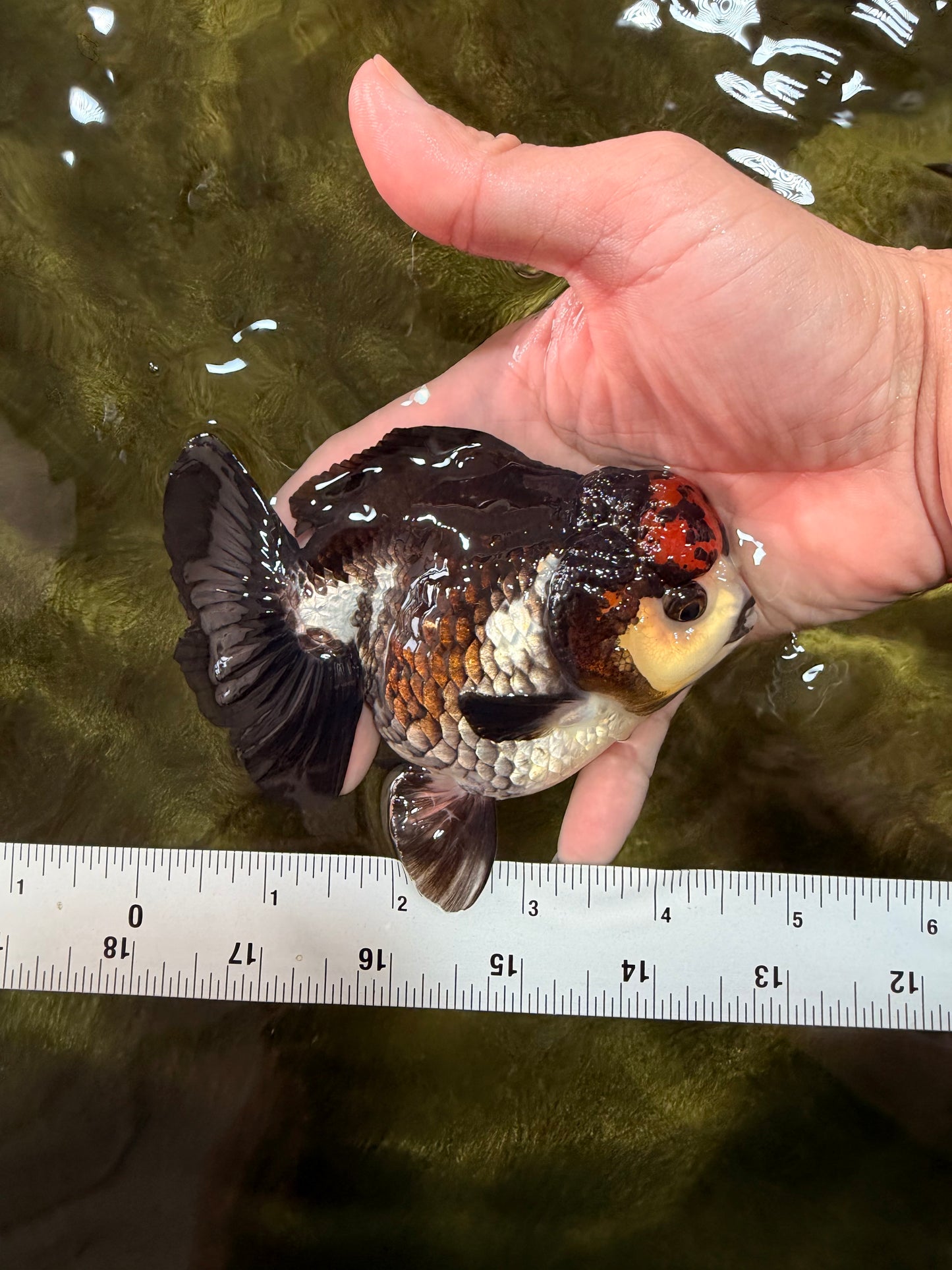 ADORABLE A Grade Tricolor Yuanbao Male 4.5 inches #051526YB_08