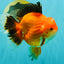 AAA Grade Apache Oranda Male 6.5 inches #071026OR_06
