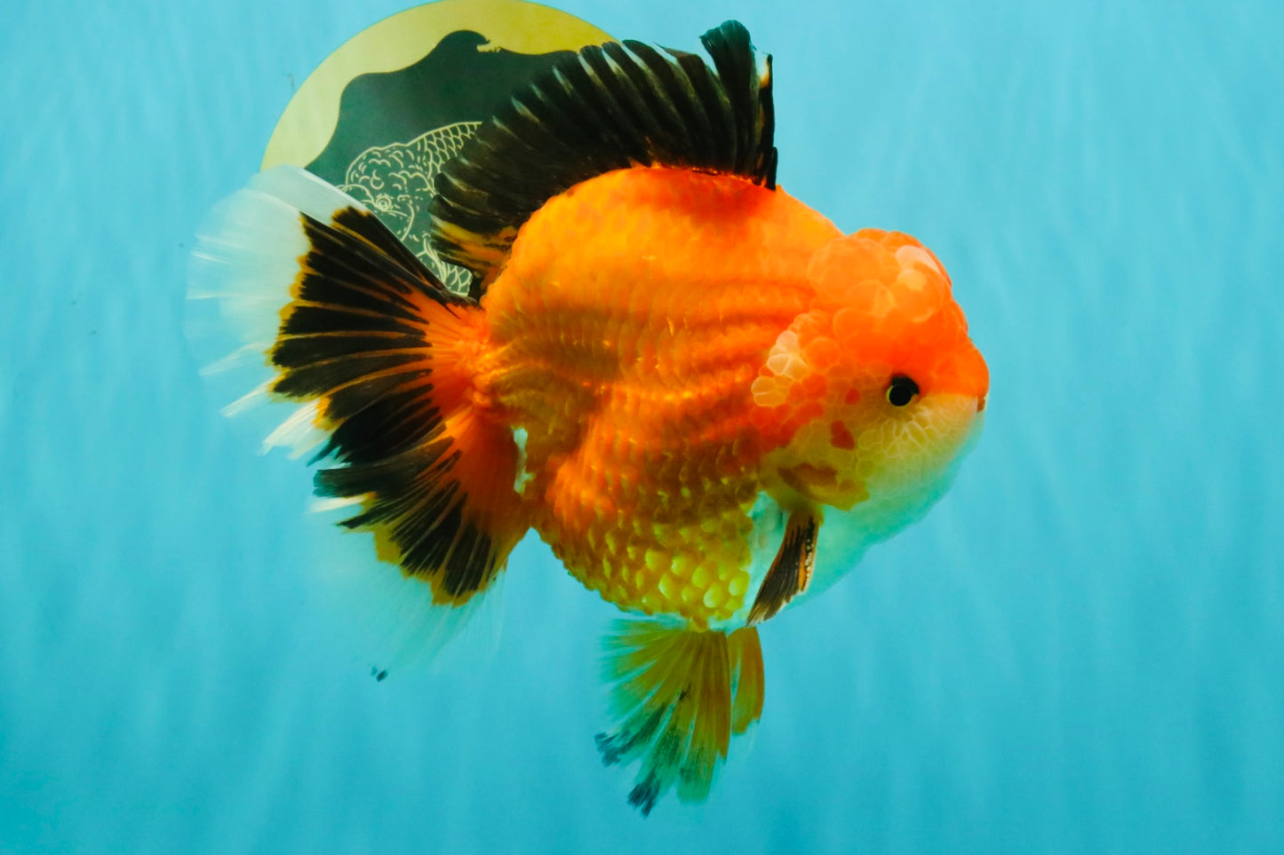 AAA Grade Apache Oranda Male 6.5 inches #071026OR_06