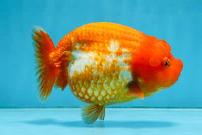 A Grade FLUFFY Red White LionQueen 5 inches #091925LC_24