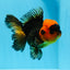 A Grade Black Red Oranda Female 5 inches #0920OR_32