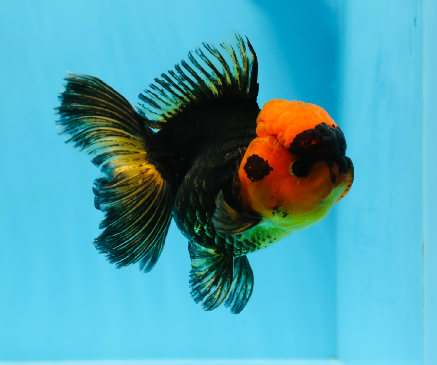 A Grade Black Red Oranda Female 5 inches #0920OR_32