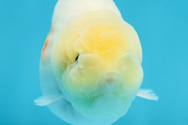 AAA Grade Sakura Button Eyes LionKing 3.5 inches #053025LC_08