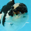 AAA Grade Panda Oranda Male 5 inches #0920OR_26