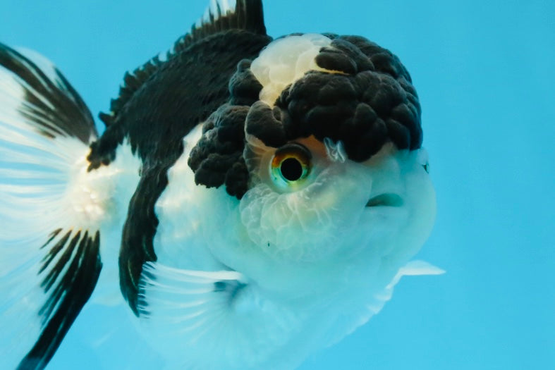 AAA Grade Panda Oranda Male 5 inches #0920OR_26