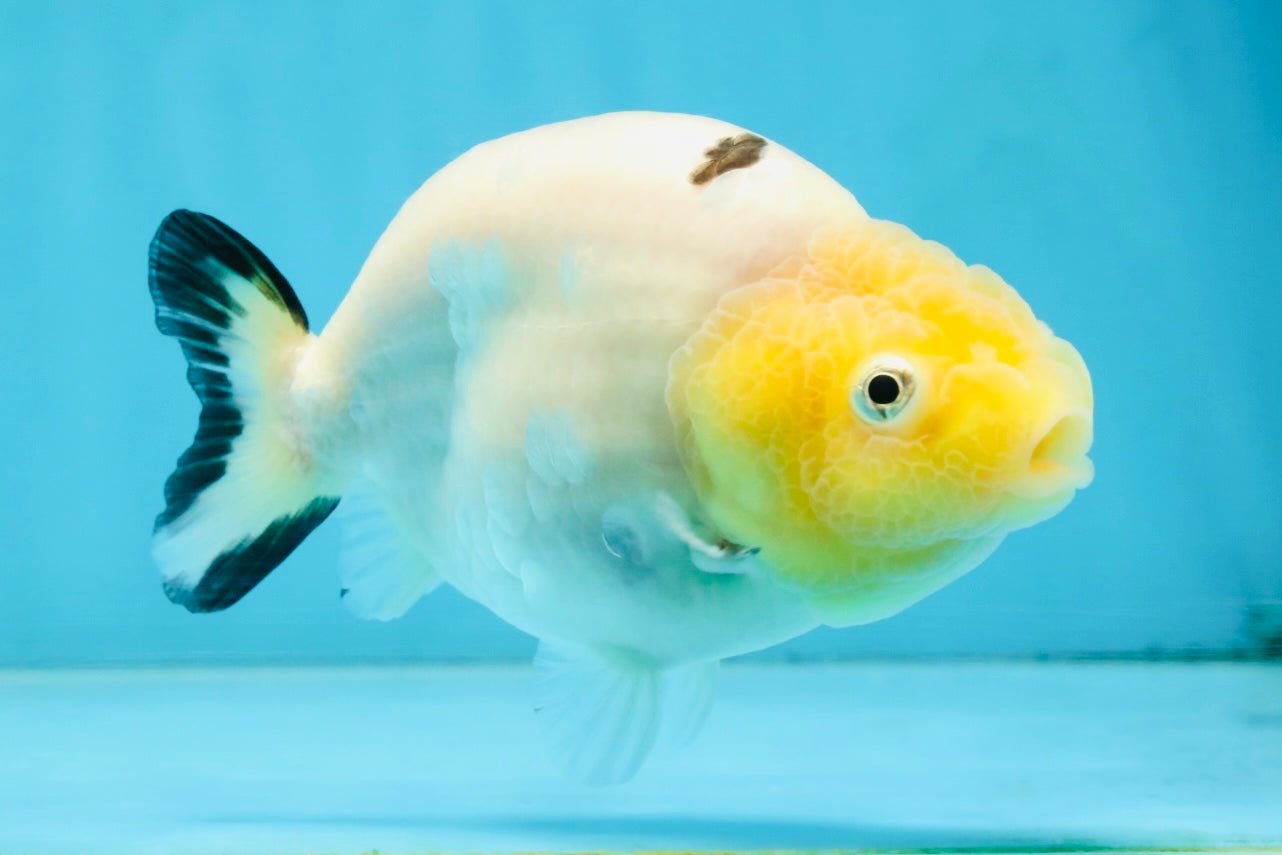 A Grade Milk Cow Ranchu Female 4.5 inches #101025RC_14