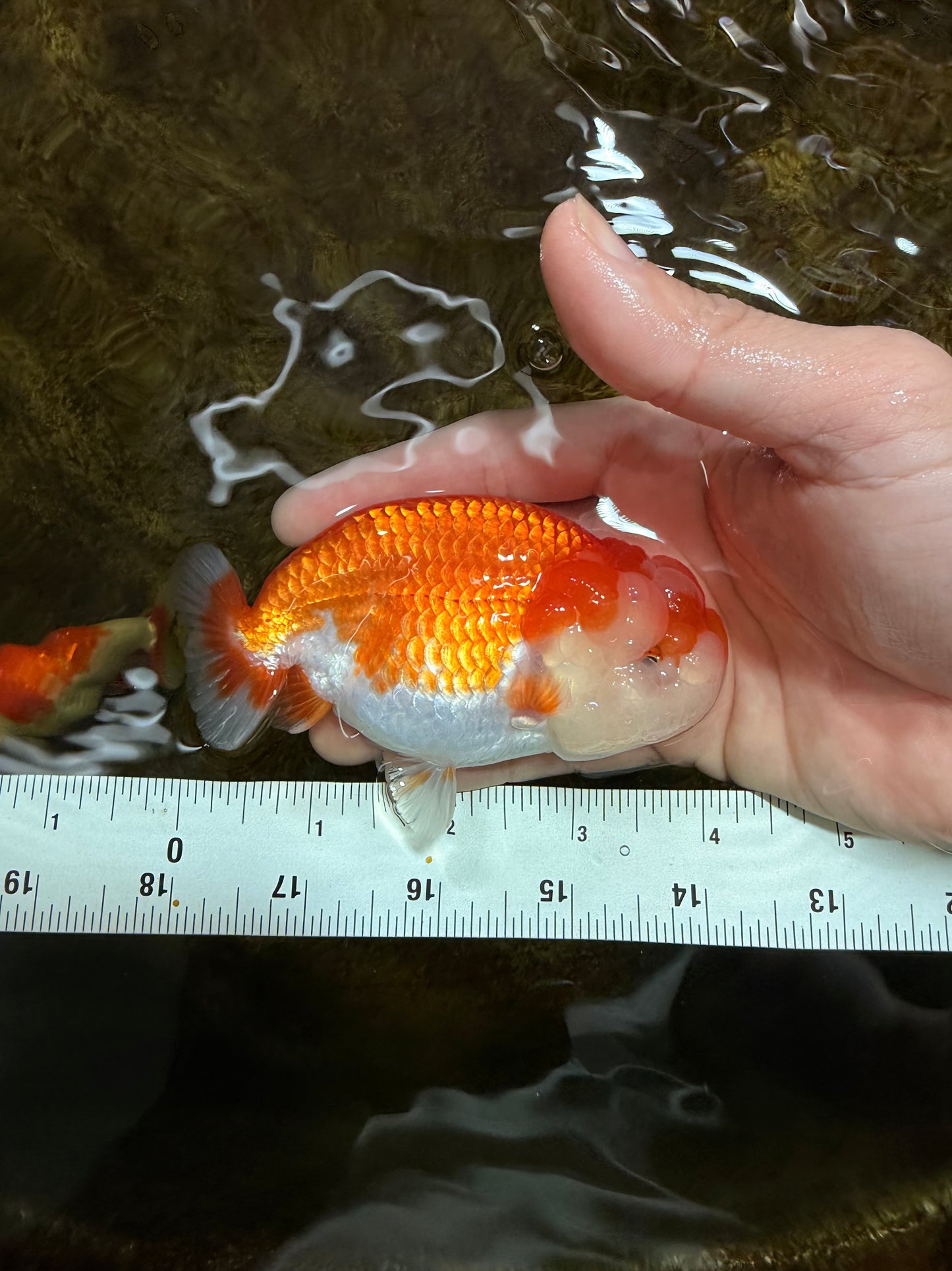 FLUFFY WEN A Grade Red White LionQueen 4 inches #112825LC_09