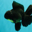 AAA Grade Black Oranda Male 6.5 inches #102326OR_08