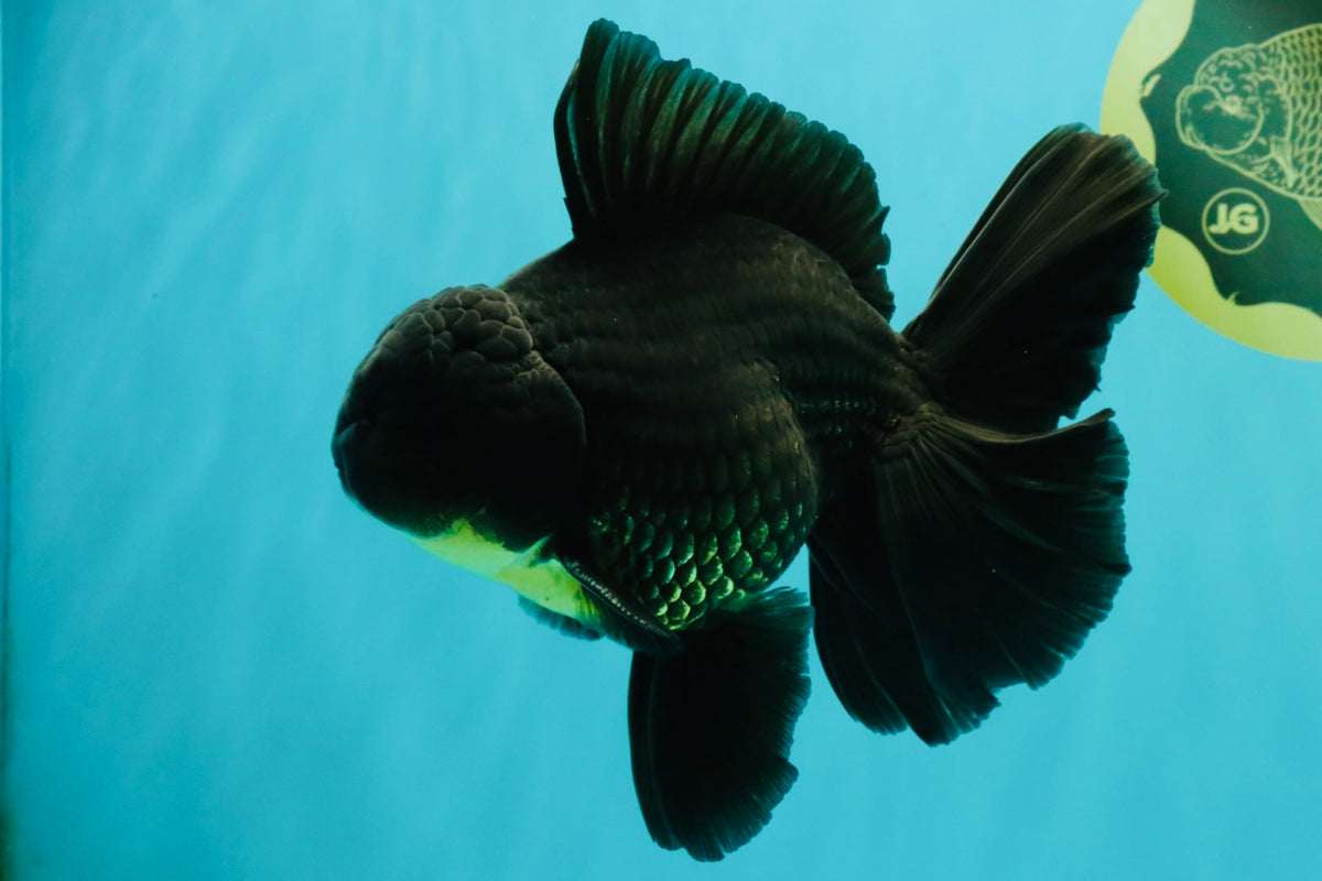 AAA Grade Black Oranda Male 6.5 inches #102326OR_08