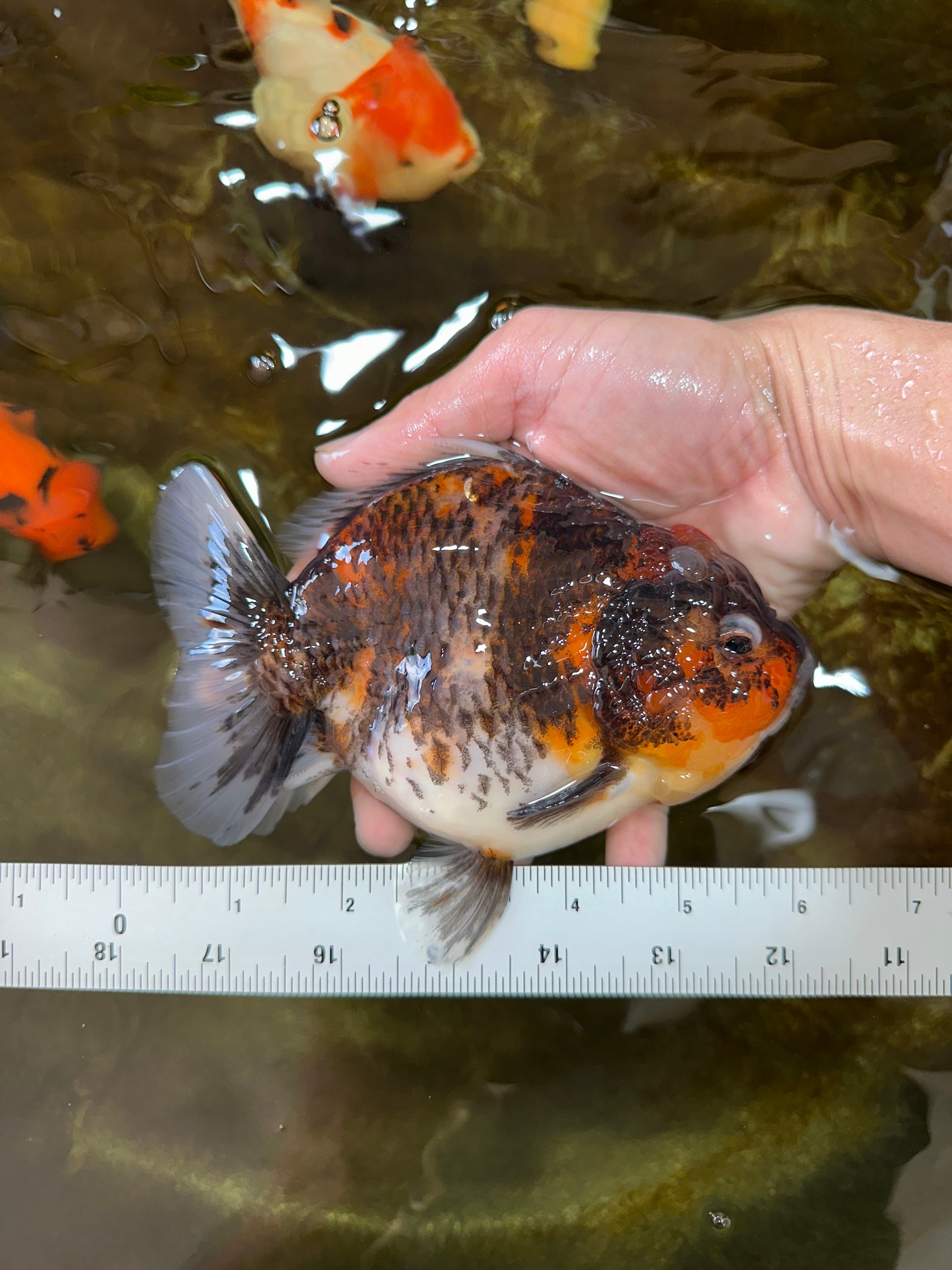 A Grade Godzilla Kirin Yuanbao Female 5.5-6 inches #053025YB_02